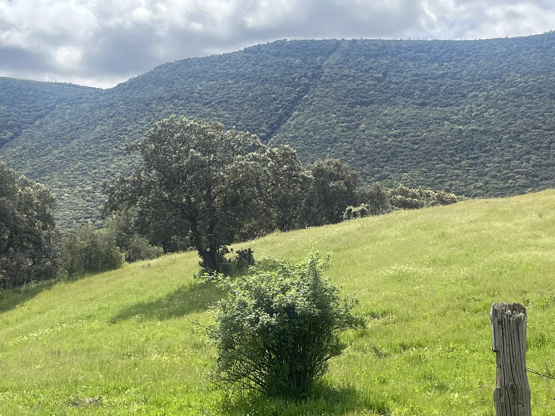 Encina en una ladera de Sierra Madrona