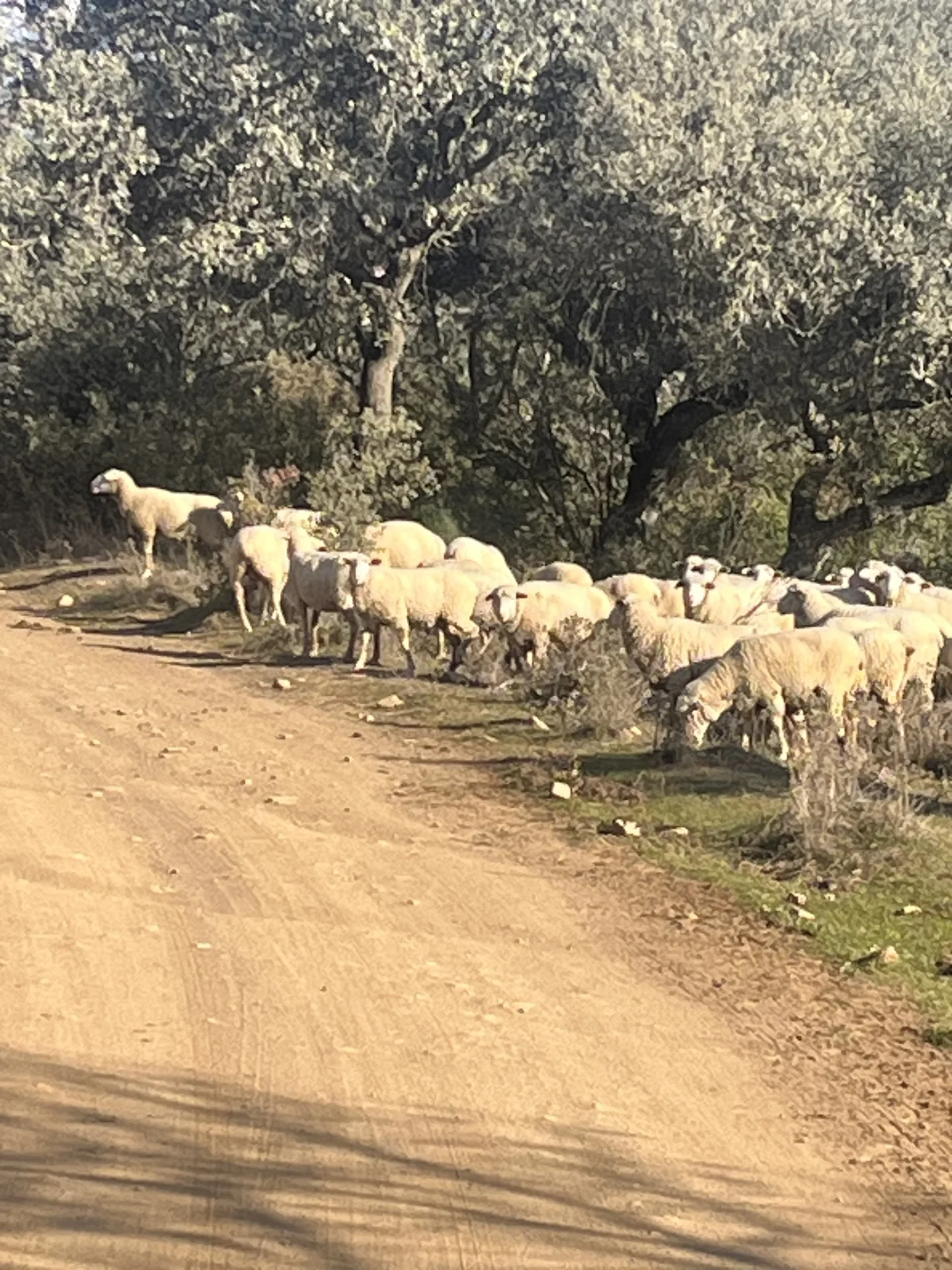 Rebaño de ovejas junto a un camino rural
