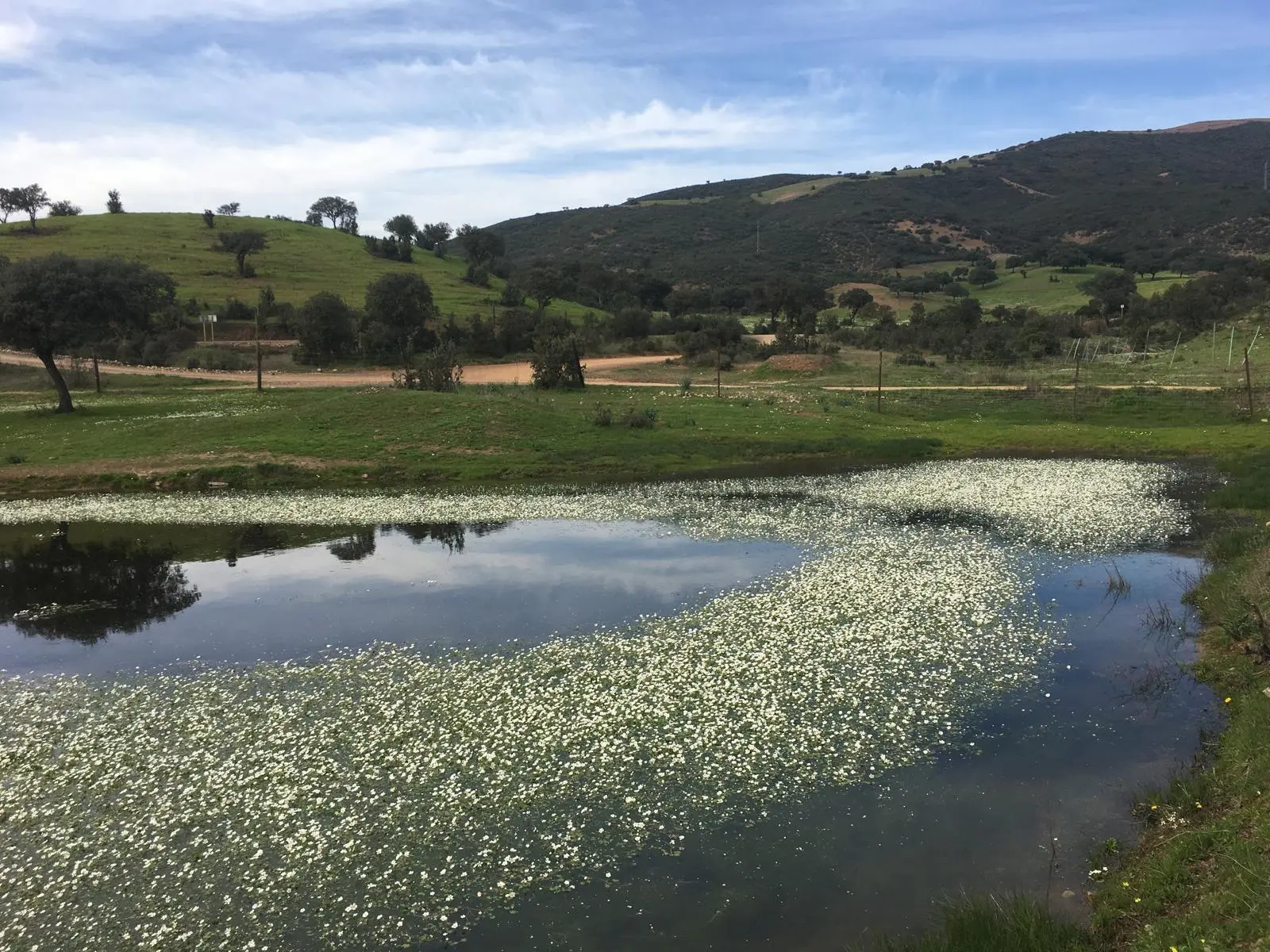 Floración en el entorno de Lagunillas