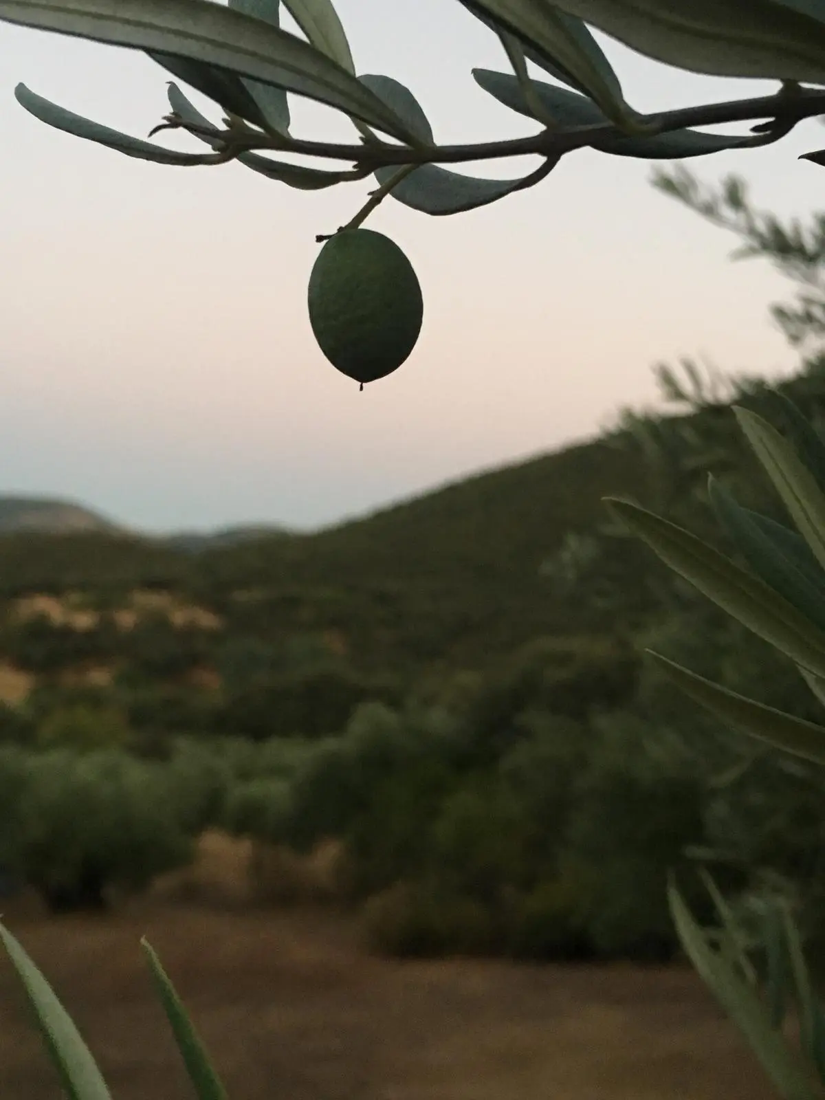 Olivar en el paisaje próximo a El Hoyo