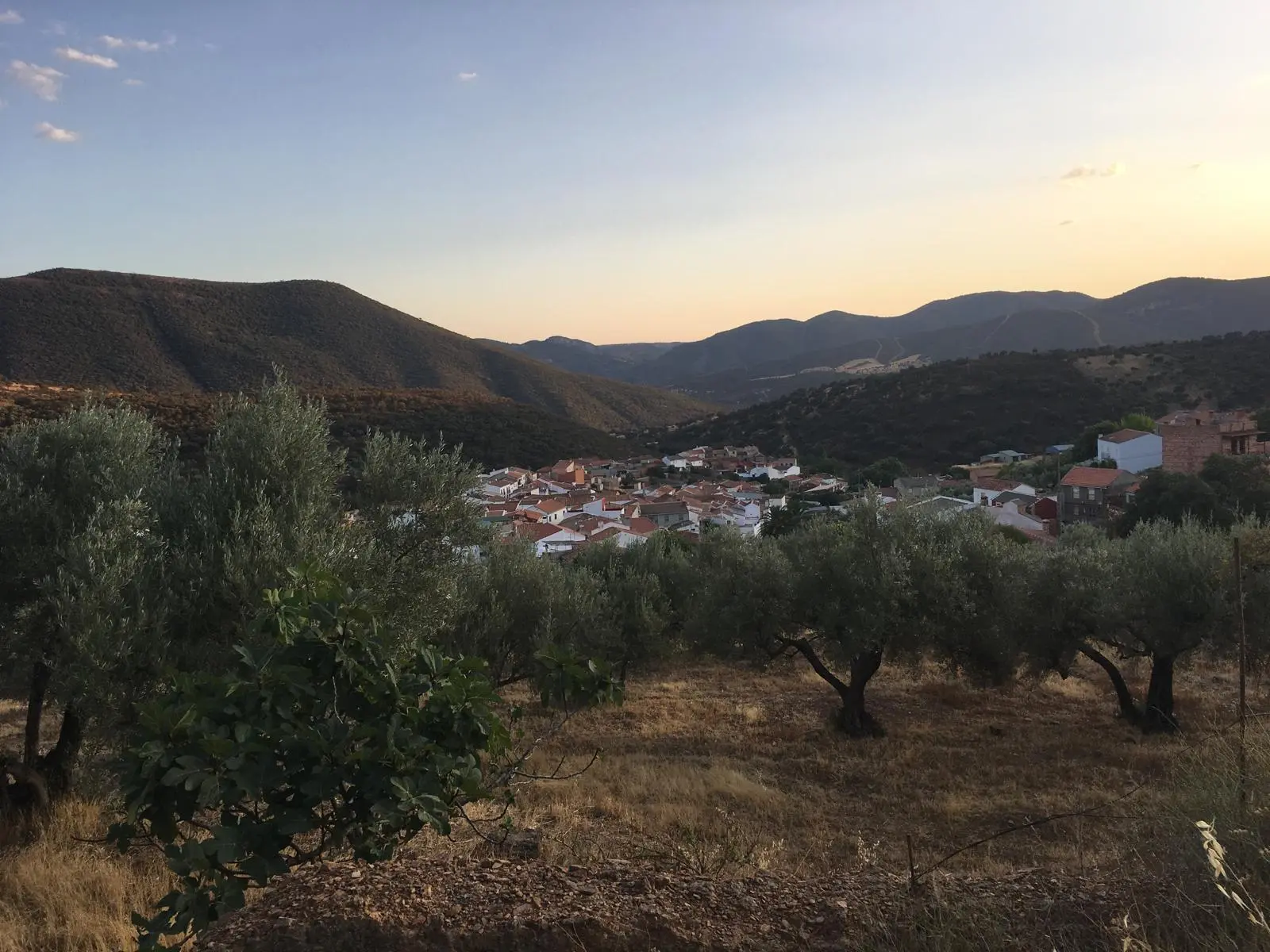 El Hoyo visto desde un olivar