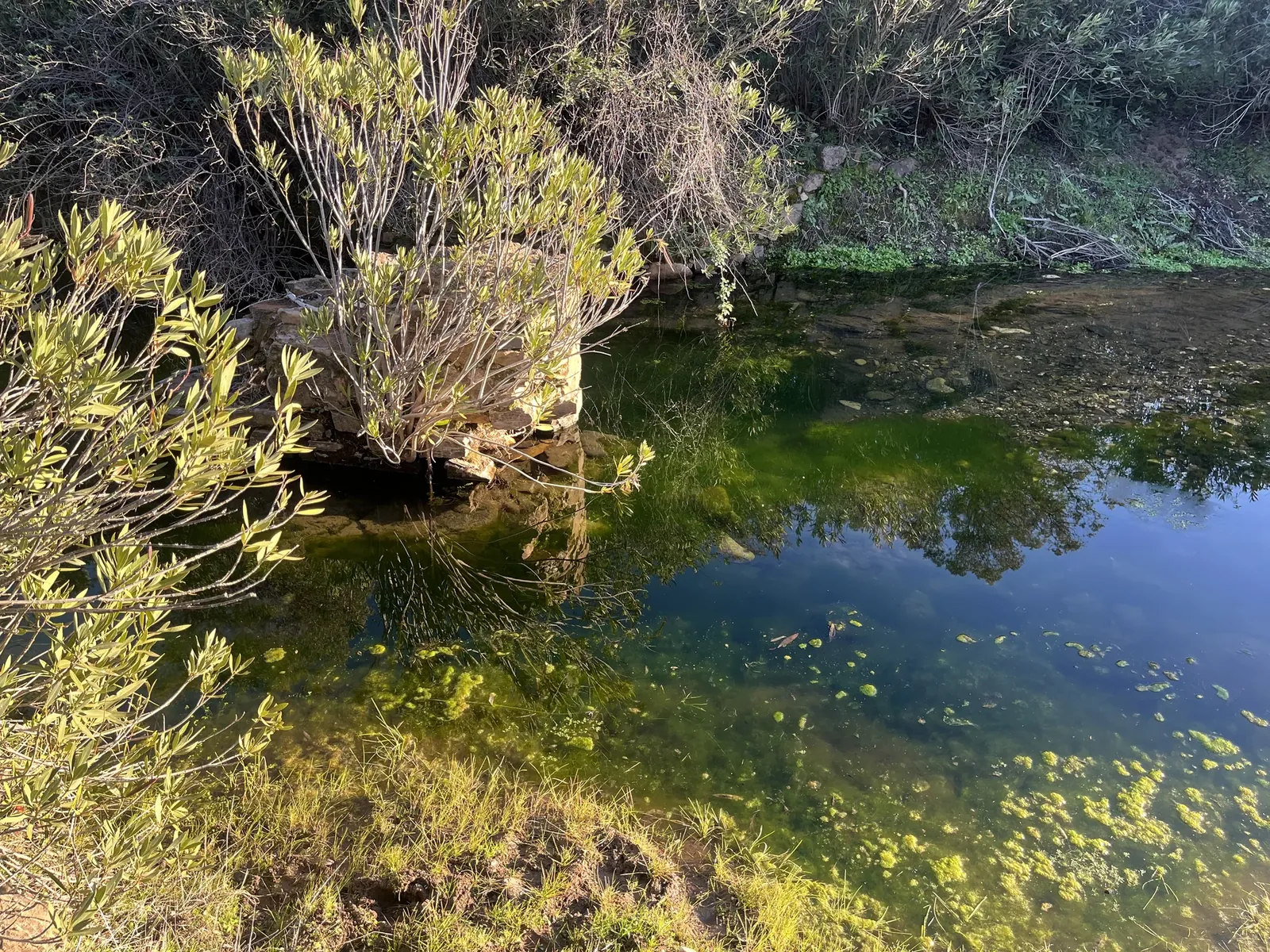 Arroyo con vegetación de ribera