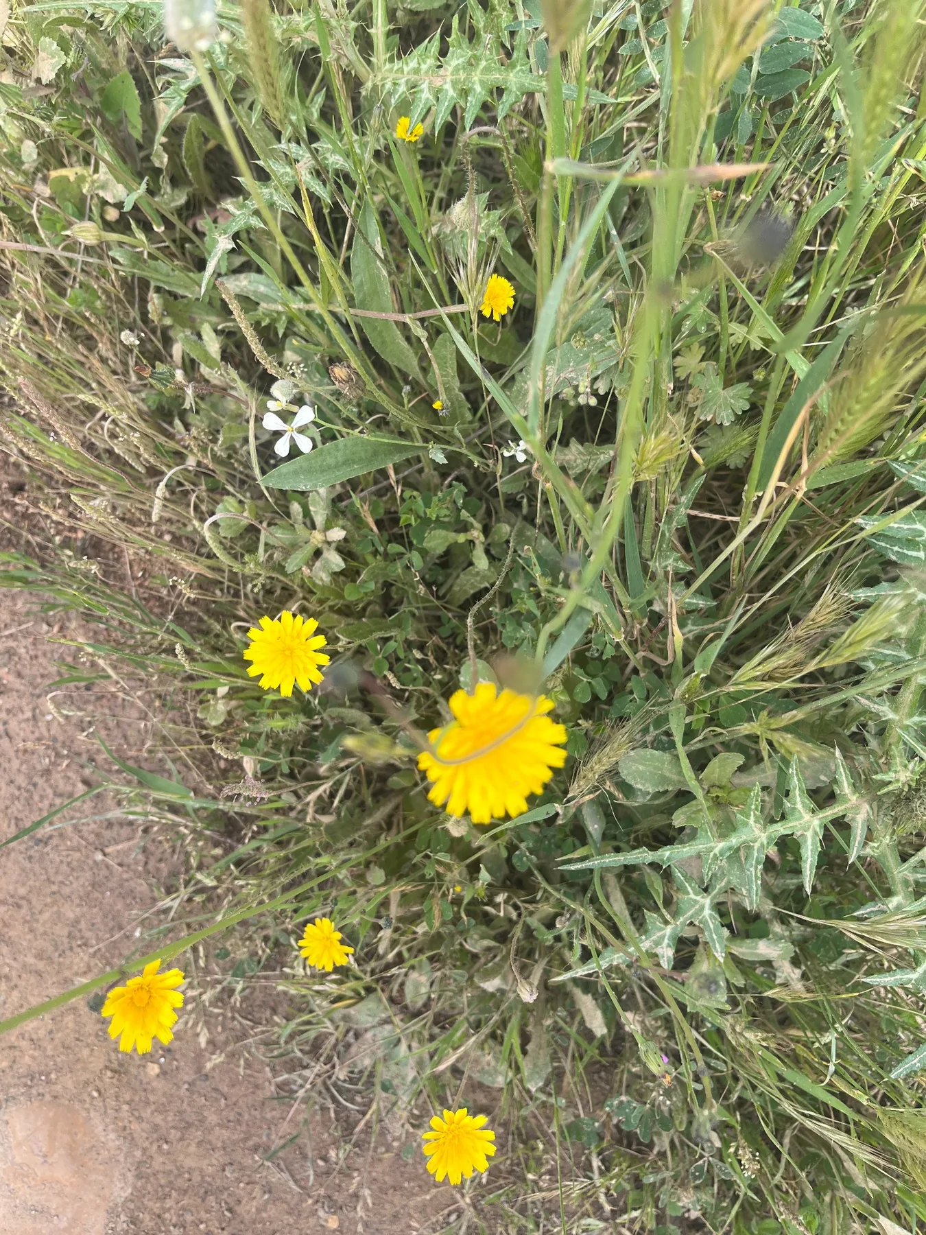 Flores herbáceas amarillas y blancas en primavera