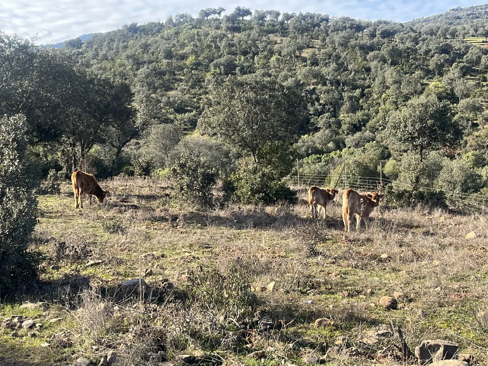 Ganado vacuno en el entorno del Parque Natural