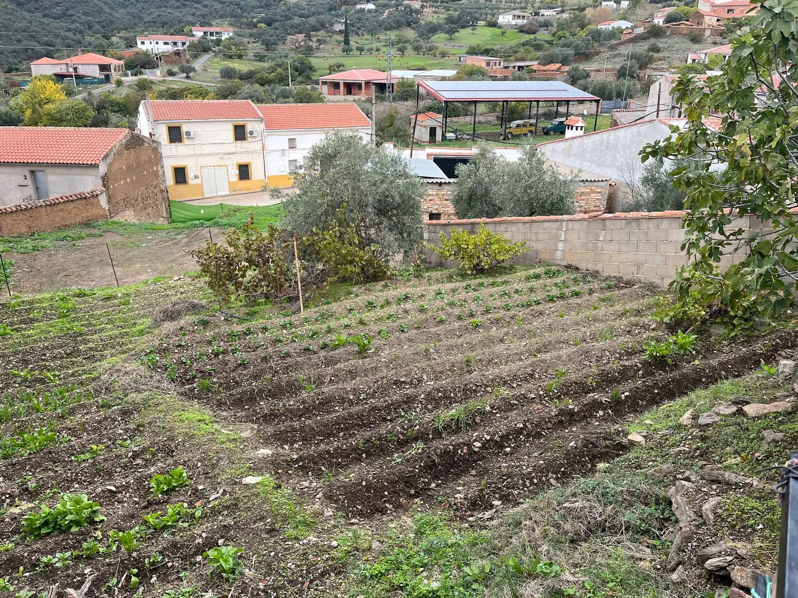 Huerto familiar en El Hoyo
