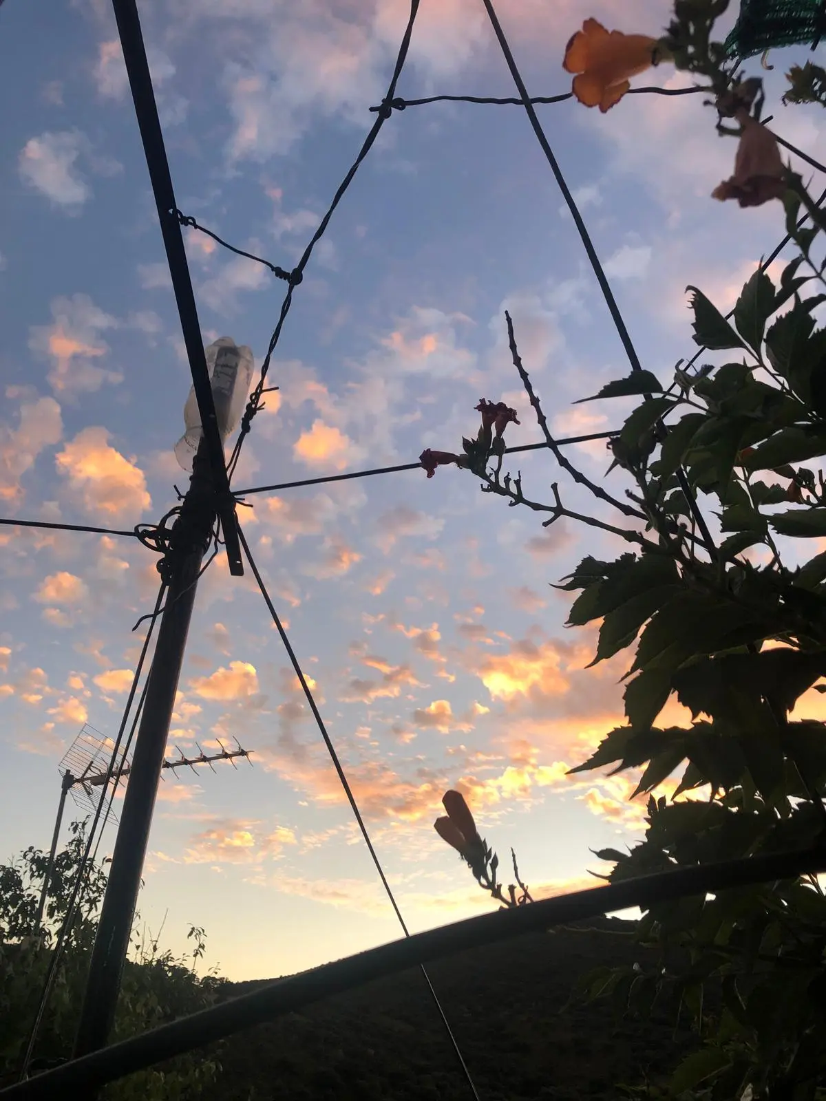 Ramas y flores recortadas sobre un cielo de atardecer en El Hoyo