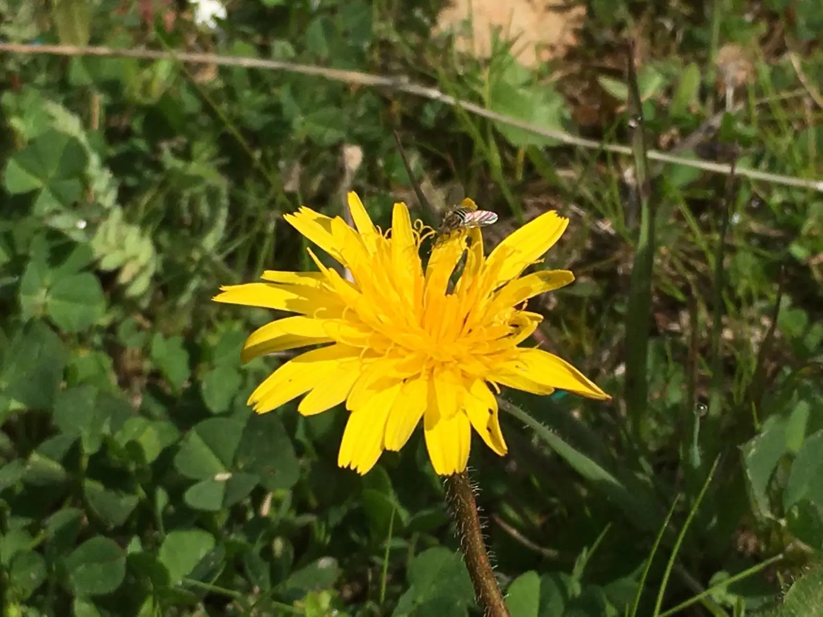 Flor amarilla con un pequeño insecto polinizador en El Hoyo