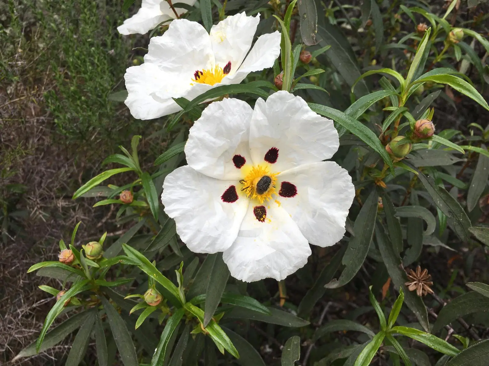 Flores blancas visitadas por un insecto polinizador en El Hoyo