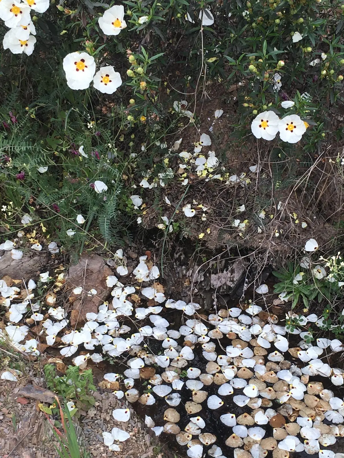 Flores silvestres cerca del Pilar de El Hoyo