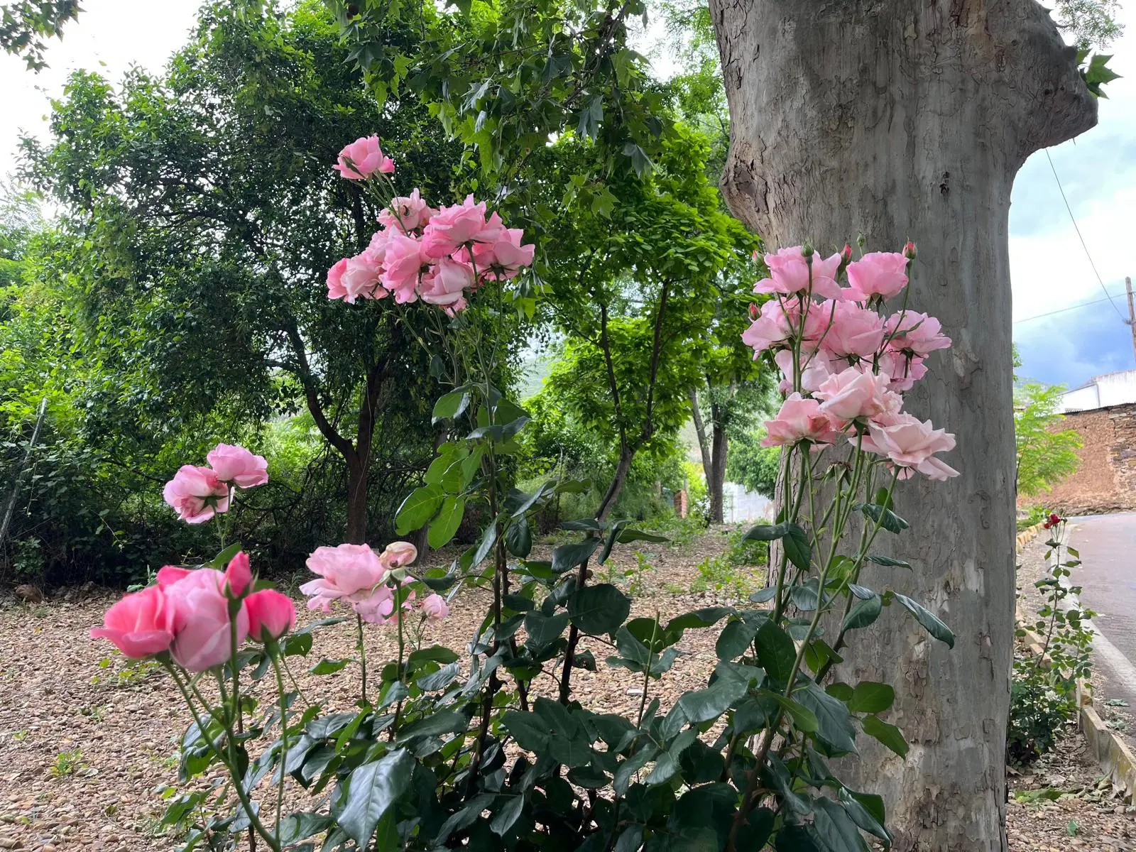 Floración junto a la entrada de El Hoyo