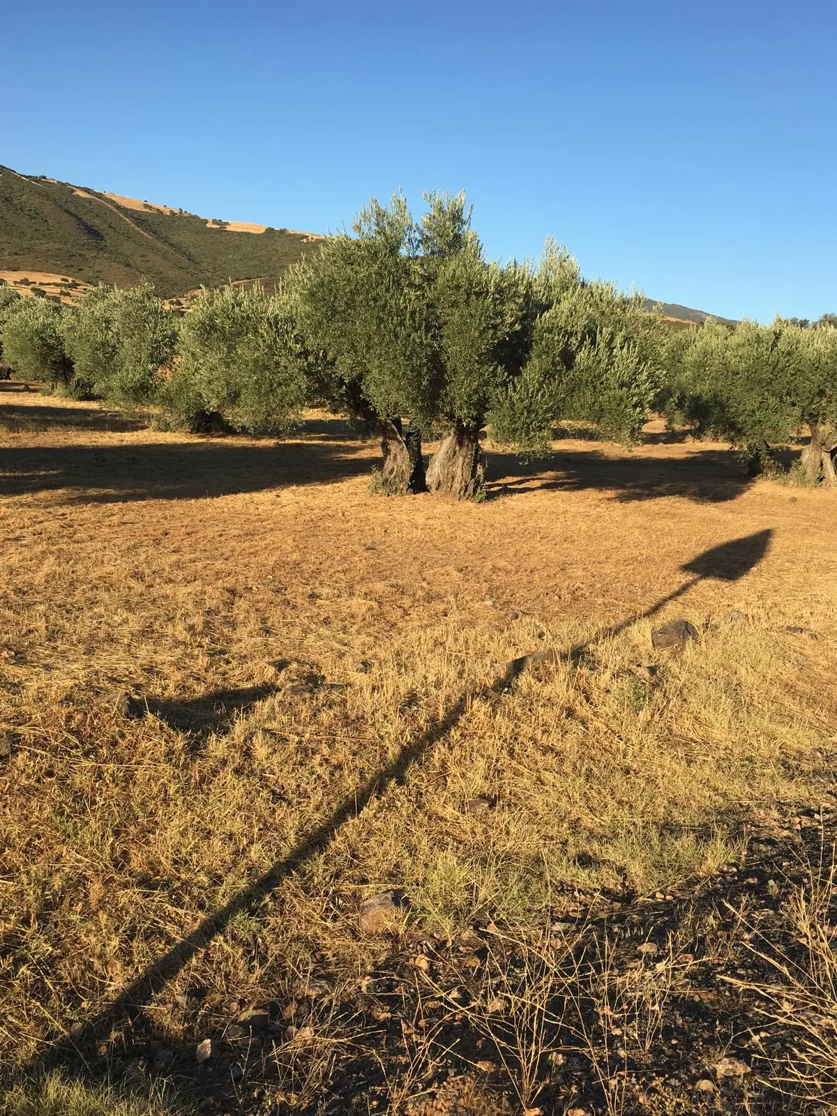 Olivos sobre tierra labrada en el entorno de El Hoyo