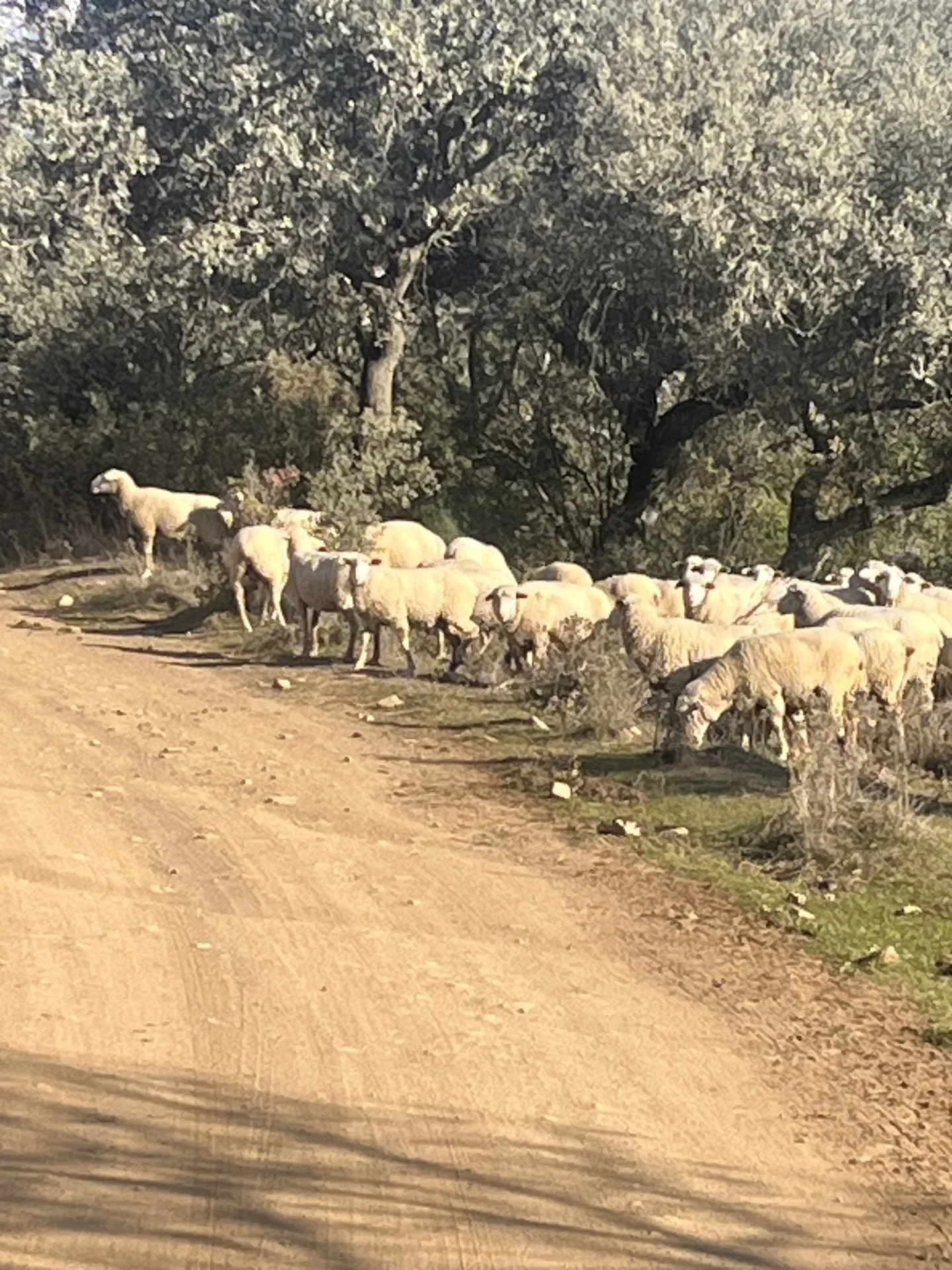 Rebaño de ovejas junto a un camino rural