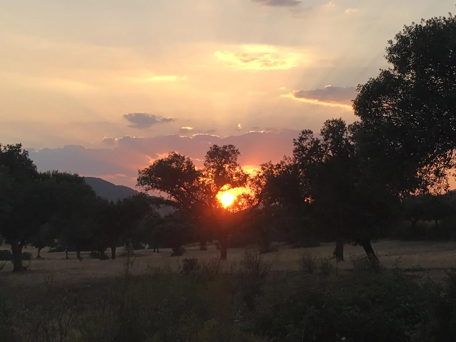 Sol poniéndose entre encinas en una dehesa cercana a El Hoyo