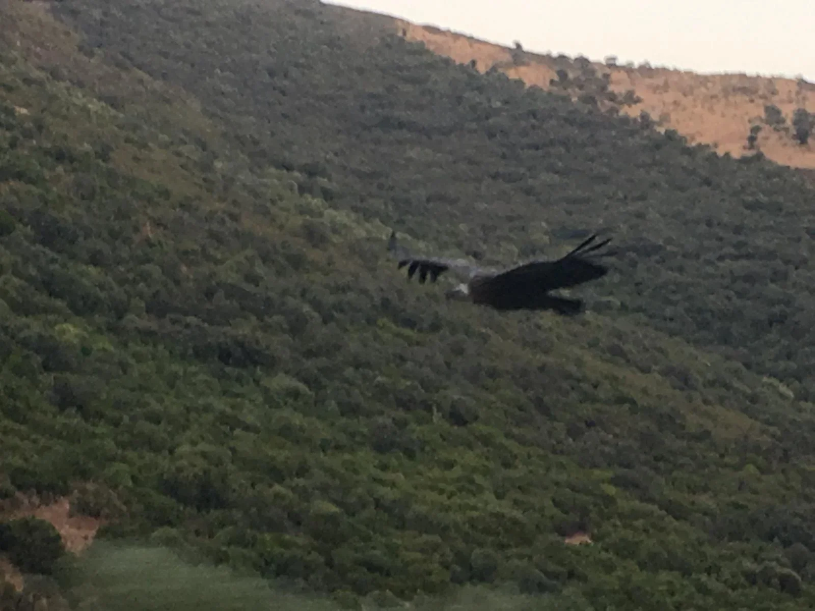 Buitre negro en vuelo cerca de El Hoyo