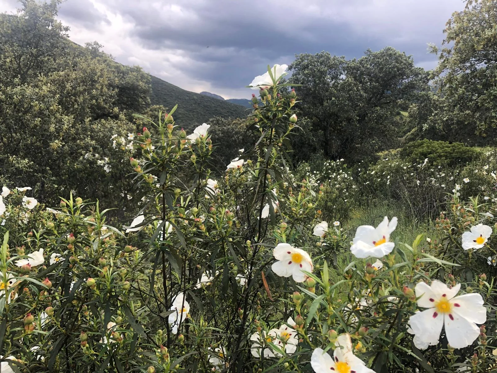 Flores blancas en el monte cercano a El Hoyo