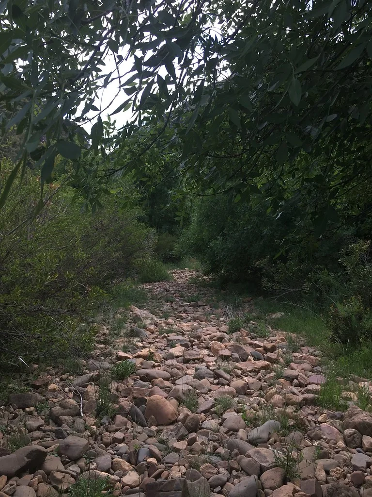 Antiguo sendero pedregoso entre vegetación de ribera