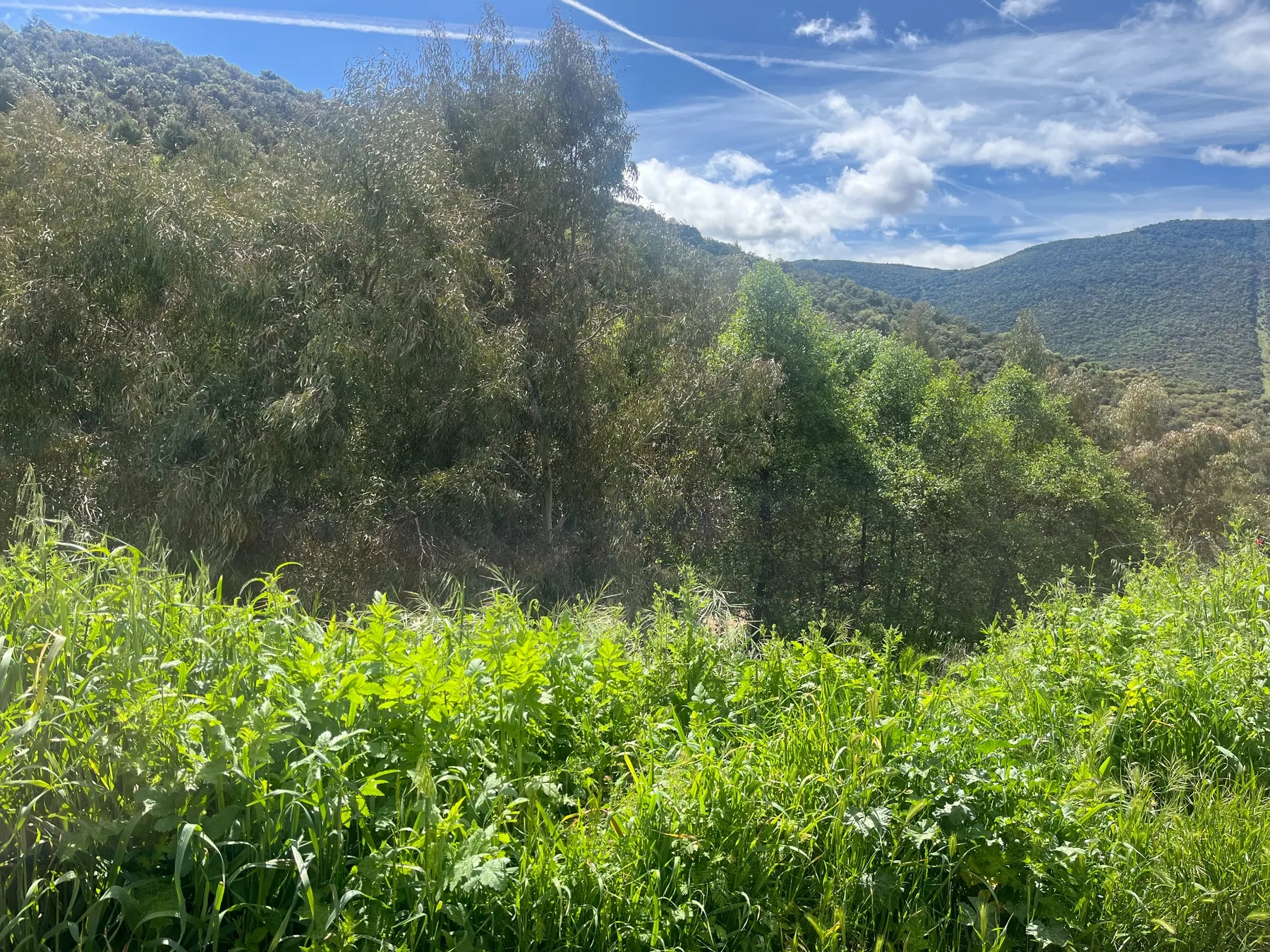 Vegetación de ribera y herbazal en el entorno de El Hoyo