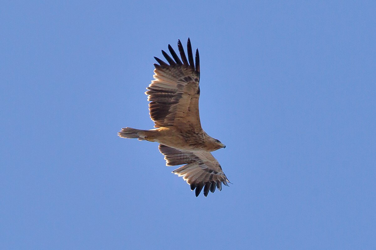 Águila imperial ibérica en vuelo