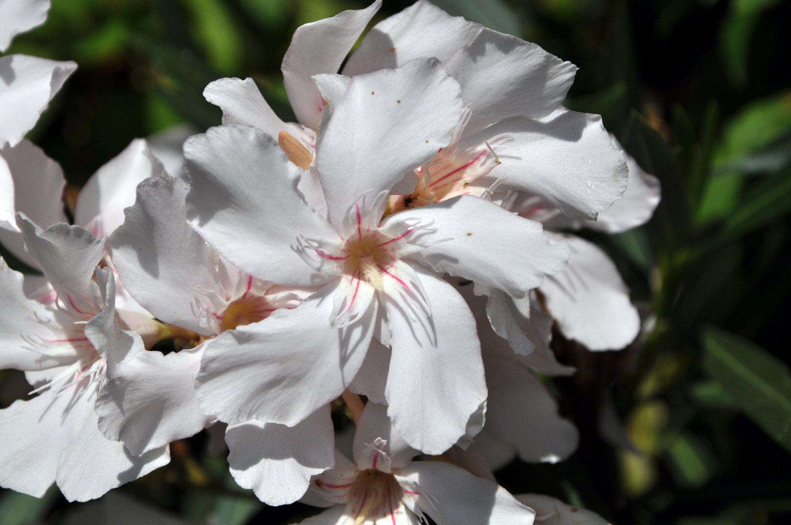 Flores rosadas de una adelfa