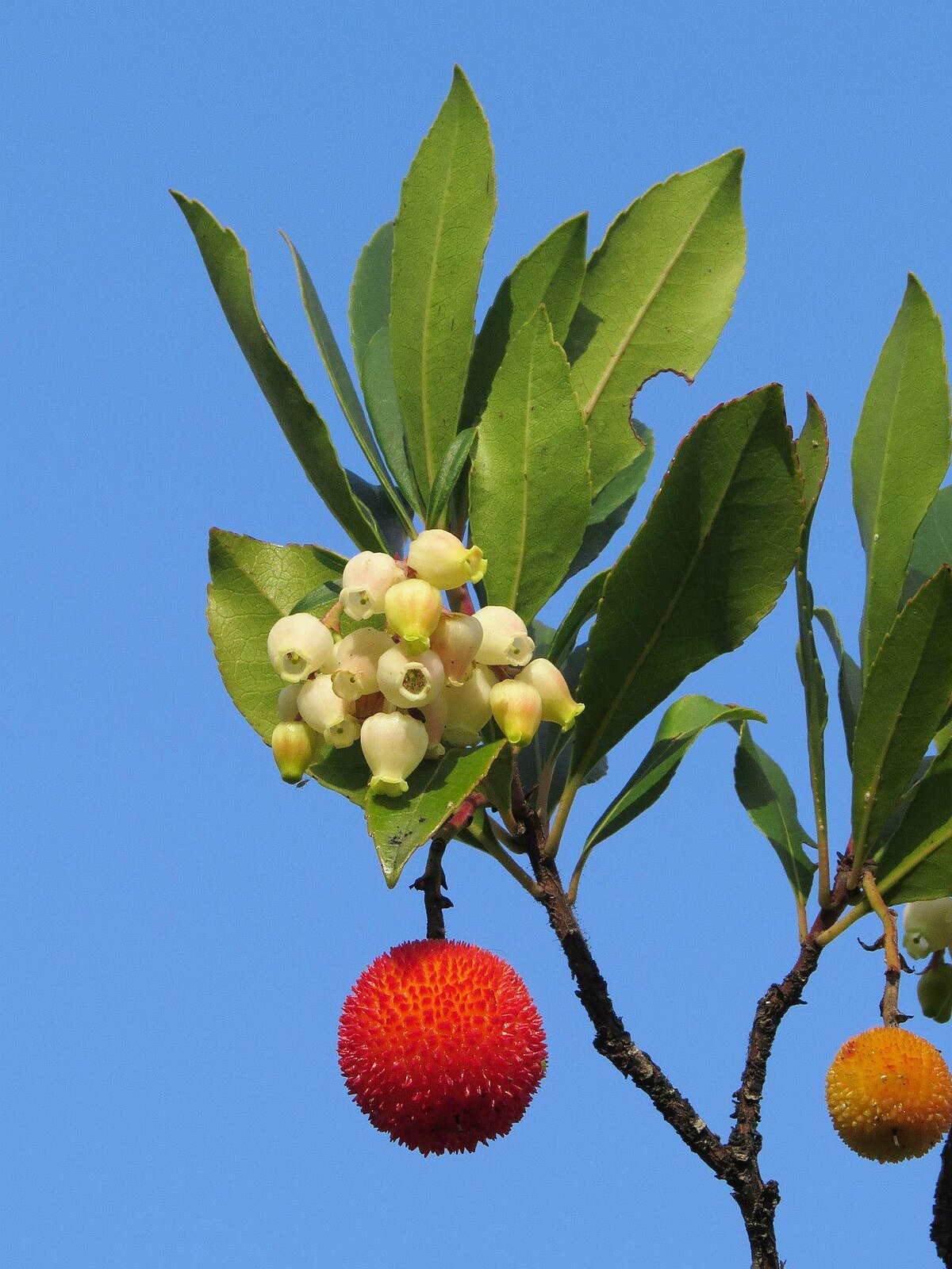 Madroño con frutos
