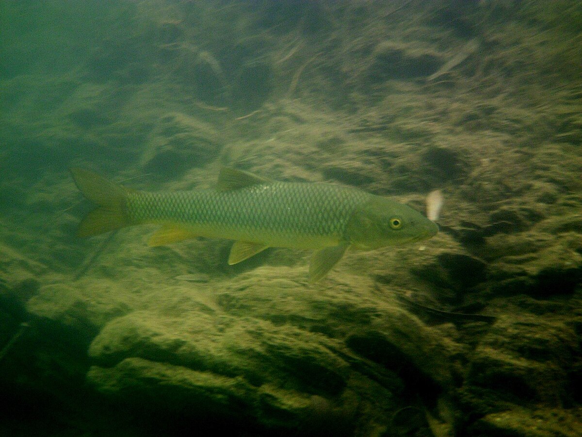 Barbo gitano en agua dulce