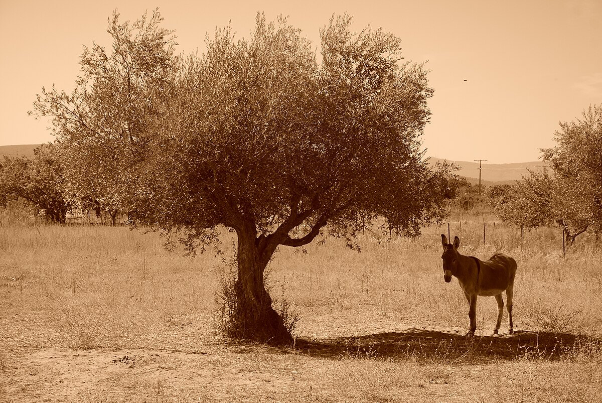 Burro descansando a la sombra