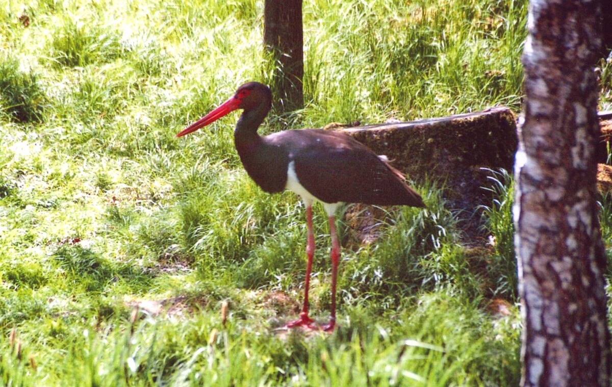 Cigüeña negra
