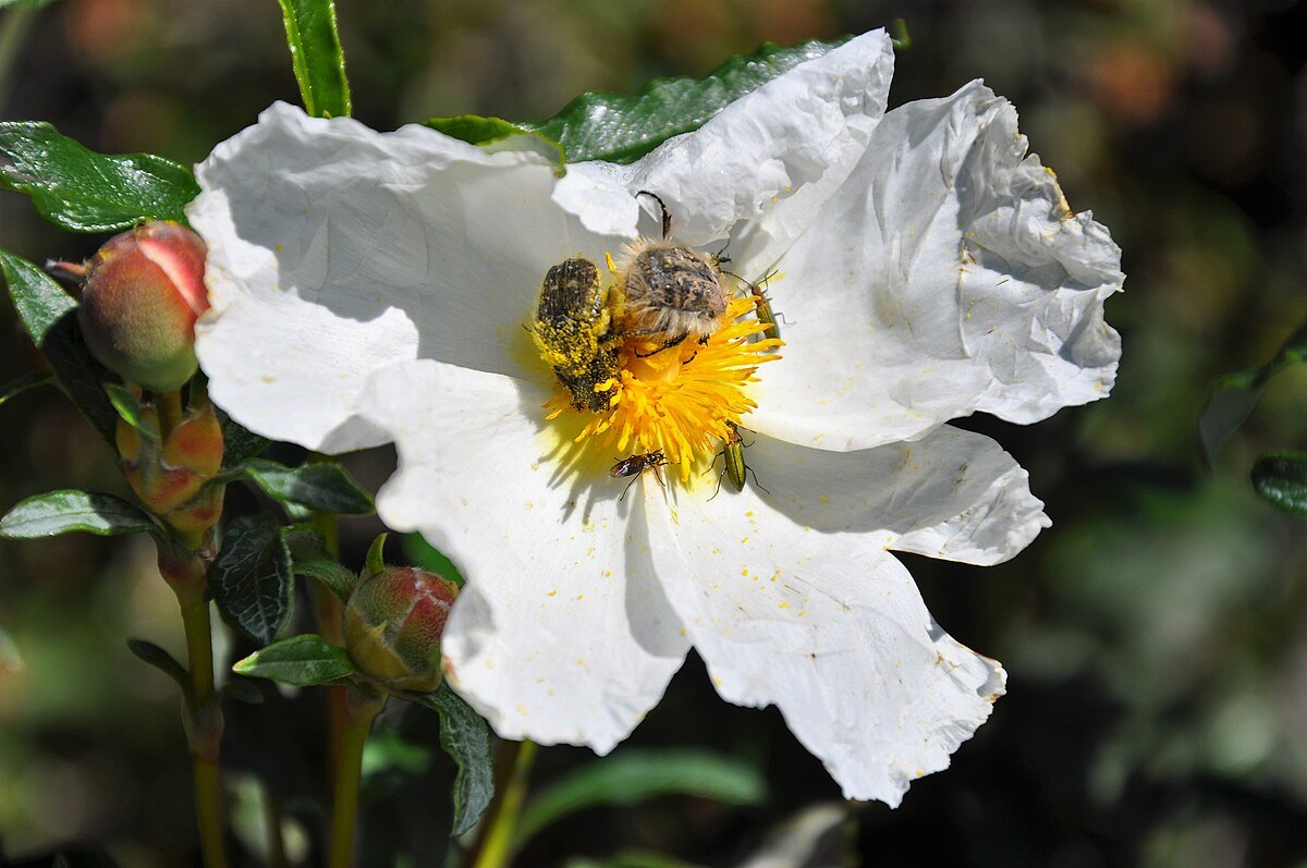 Flor y hojas de jara pringosa