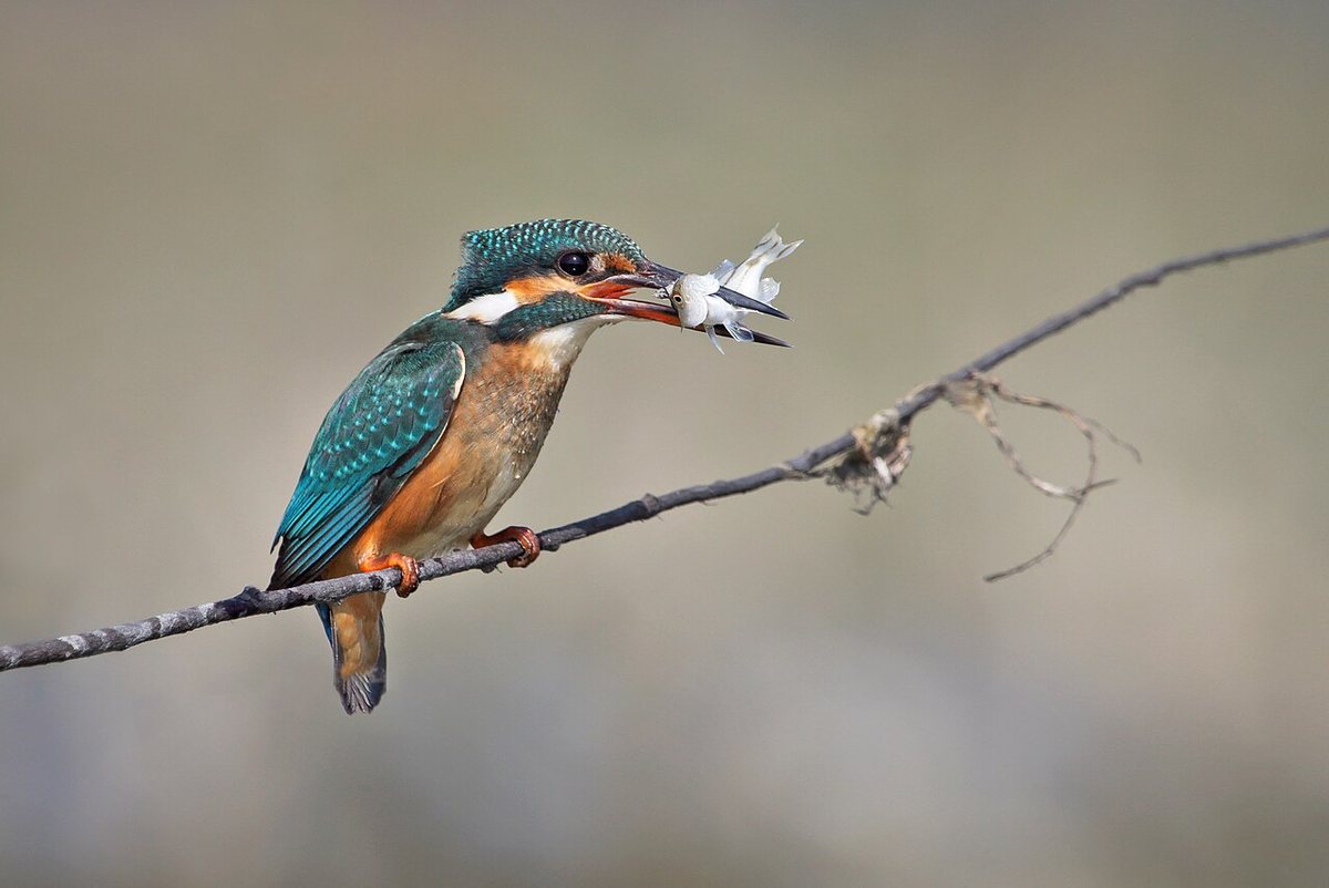 Martín pescador posado con un pez en el pico