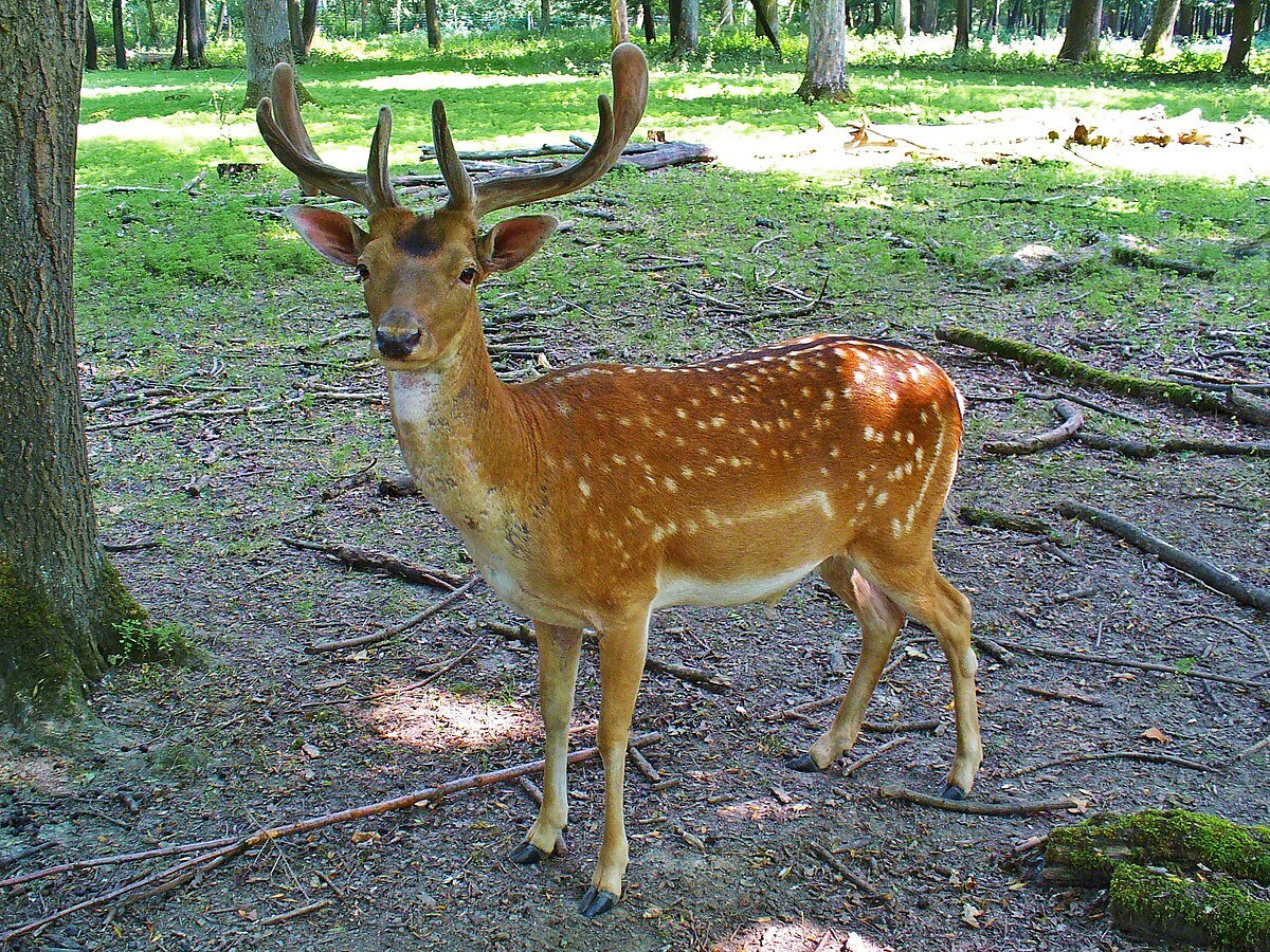 Gamo adulto