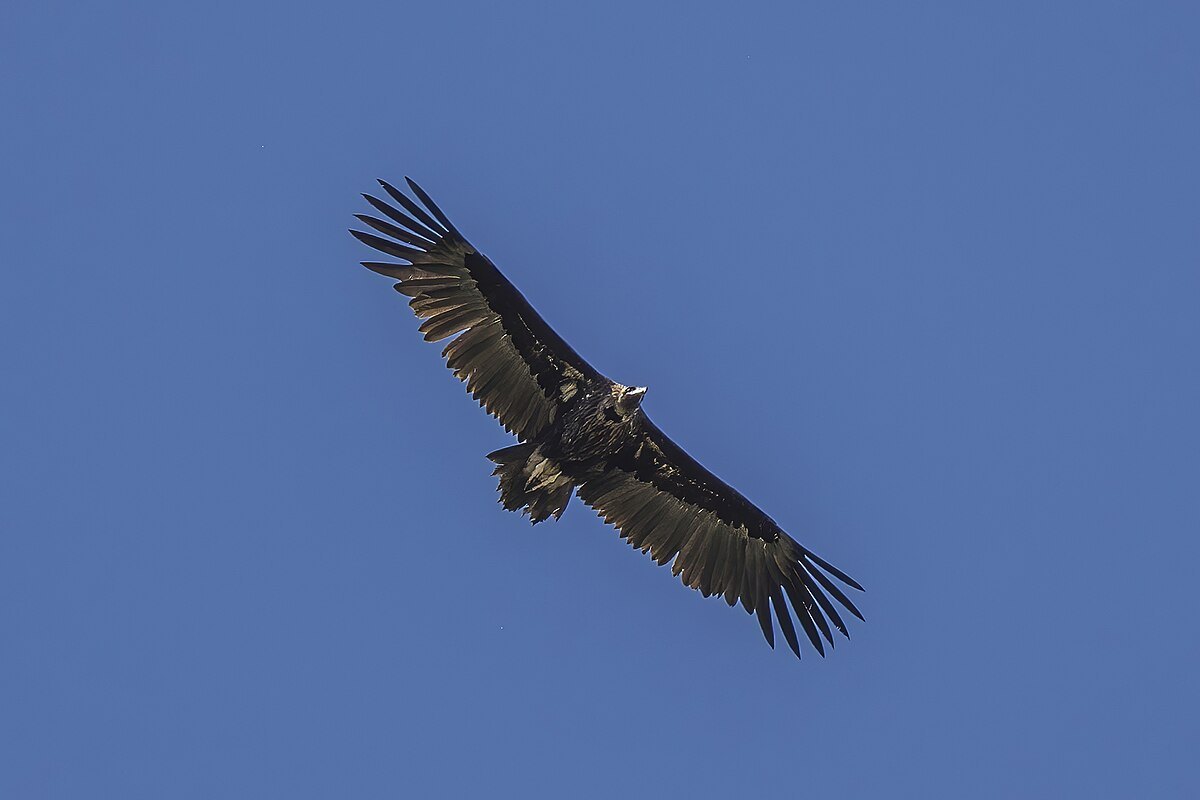 Buitre negro en vuelo