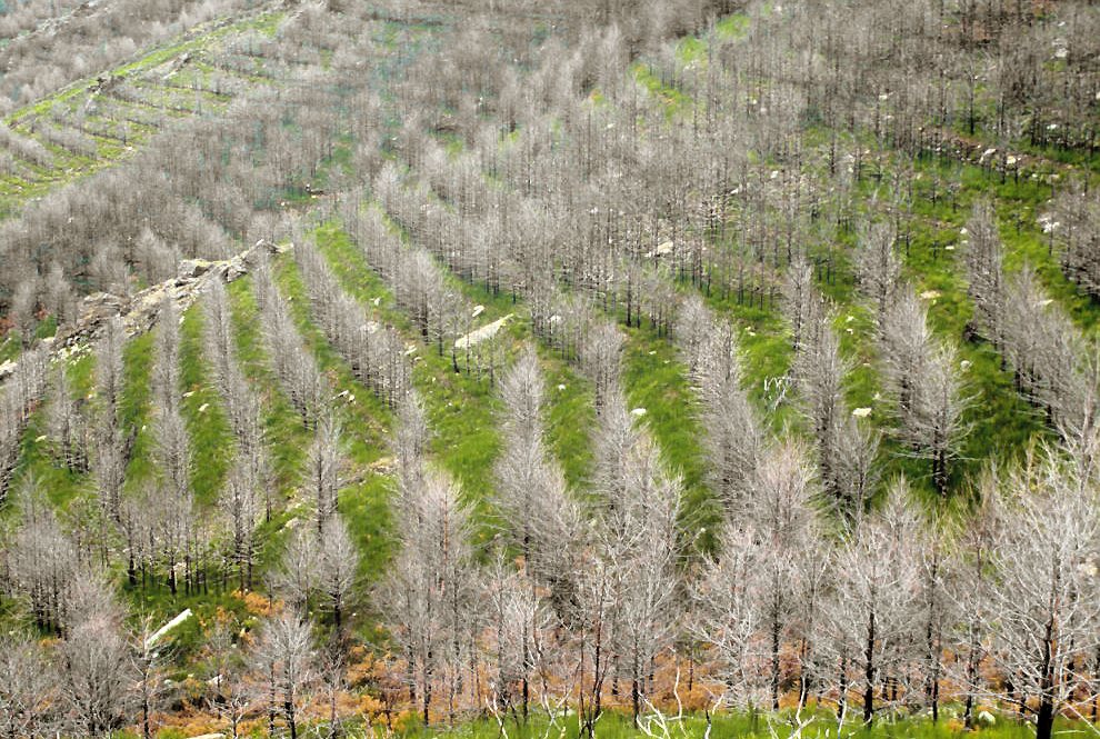 Repoblación de pinos en un terreno afectado por un incendio