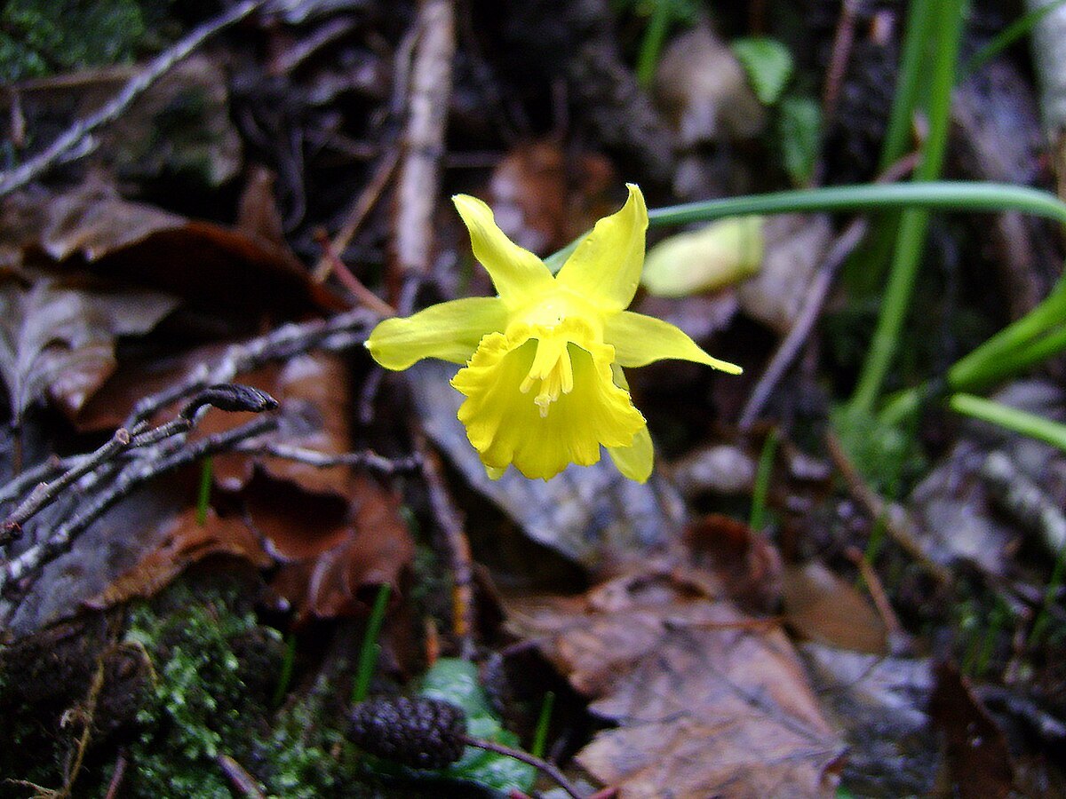 Flor de Narcissus muñozii-garmendiae fotografiada en Sierra Madrona