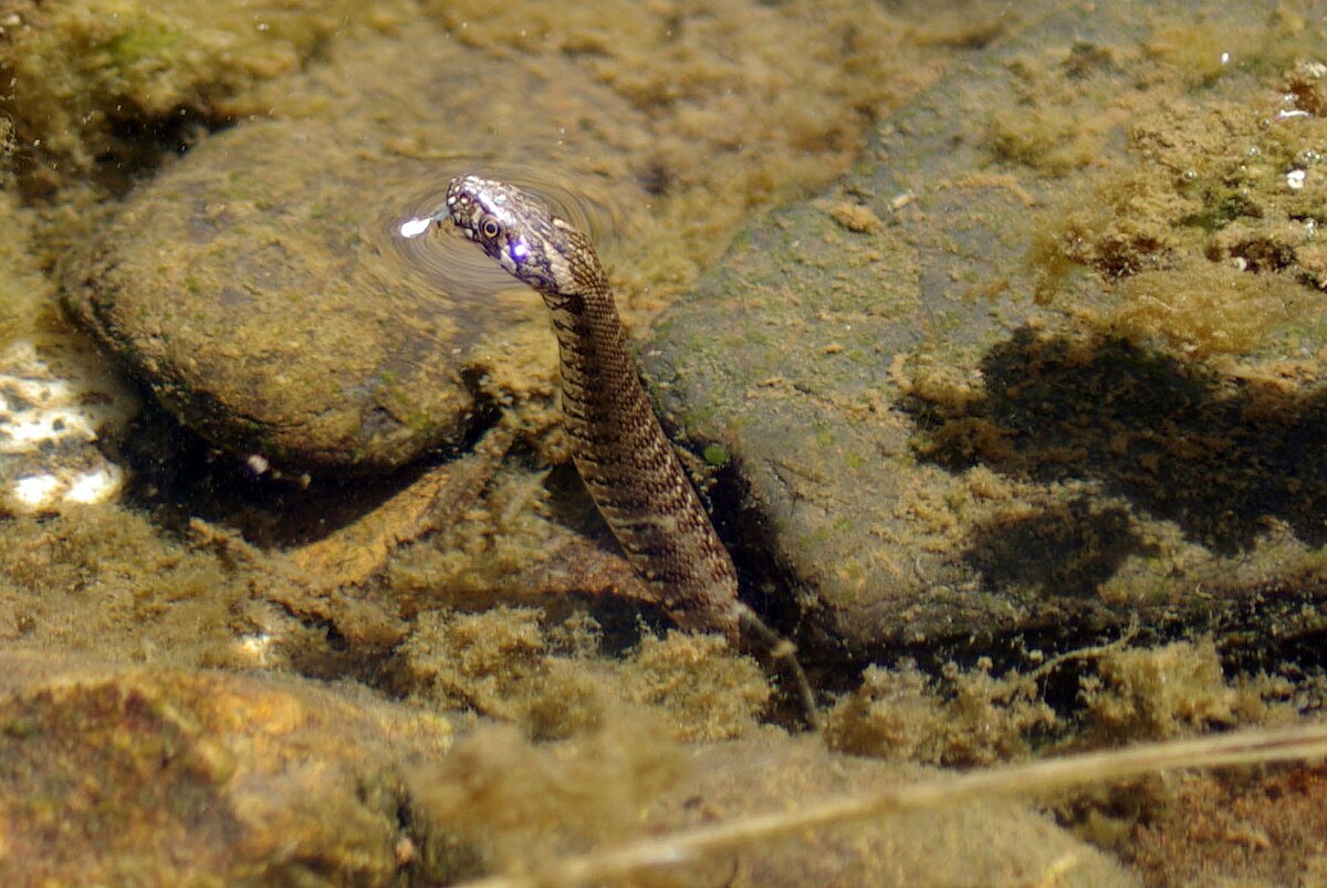 Culebra viperina junto al agua