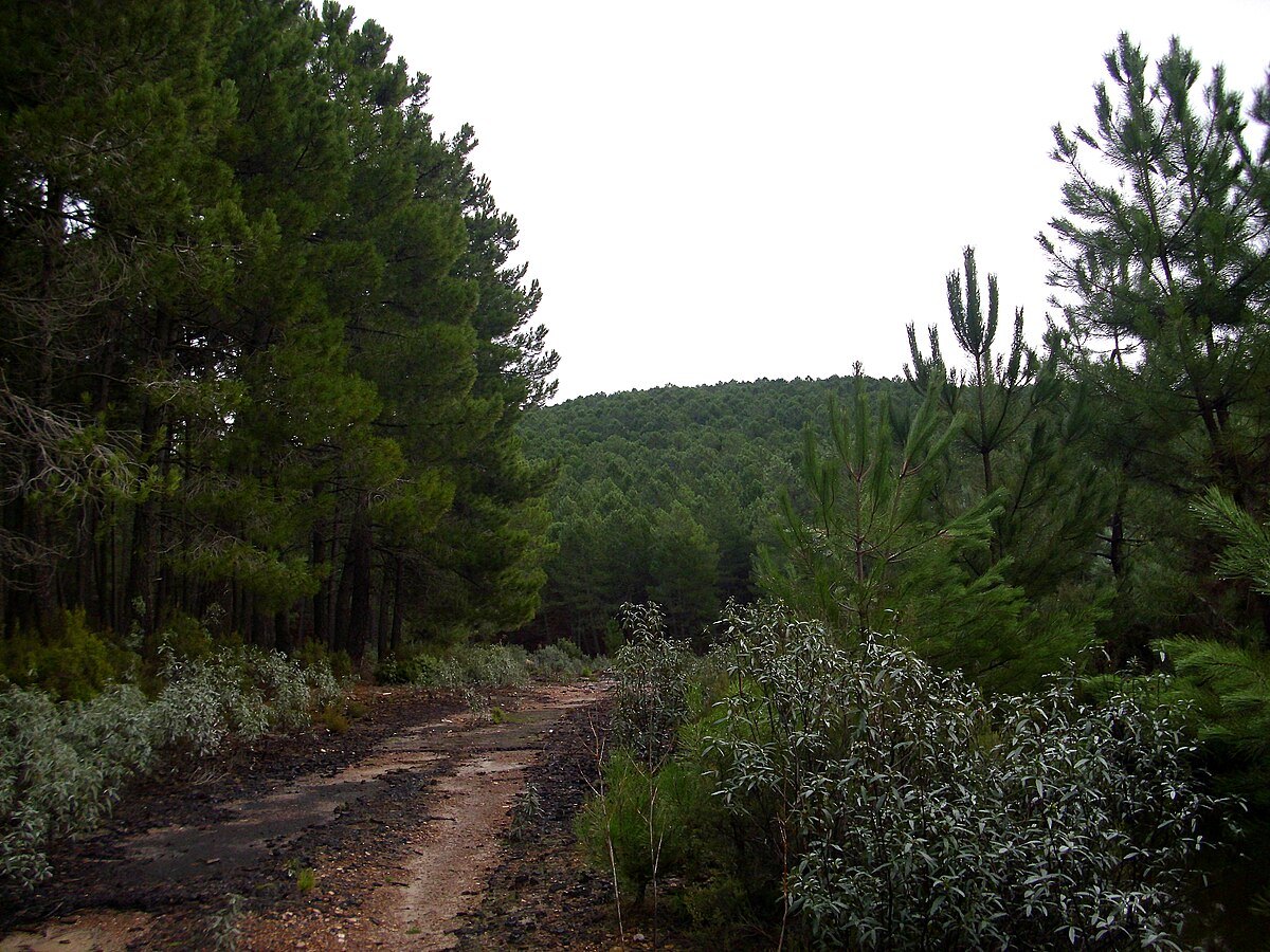 Repoblación forestal de pino negral de la década de 1960 en Sierra Madrona