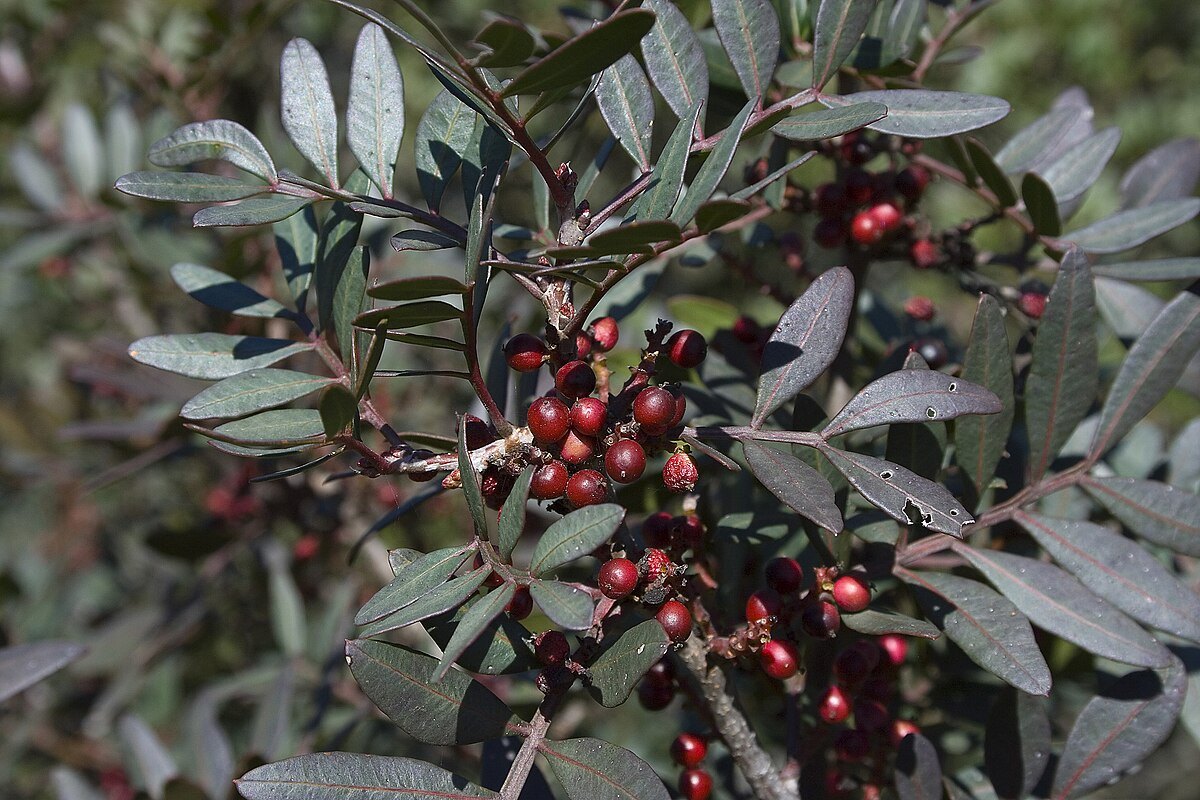 Ramas, hojas y frutos de lentisco