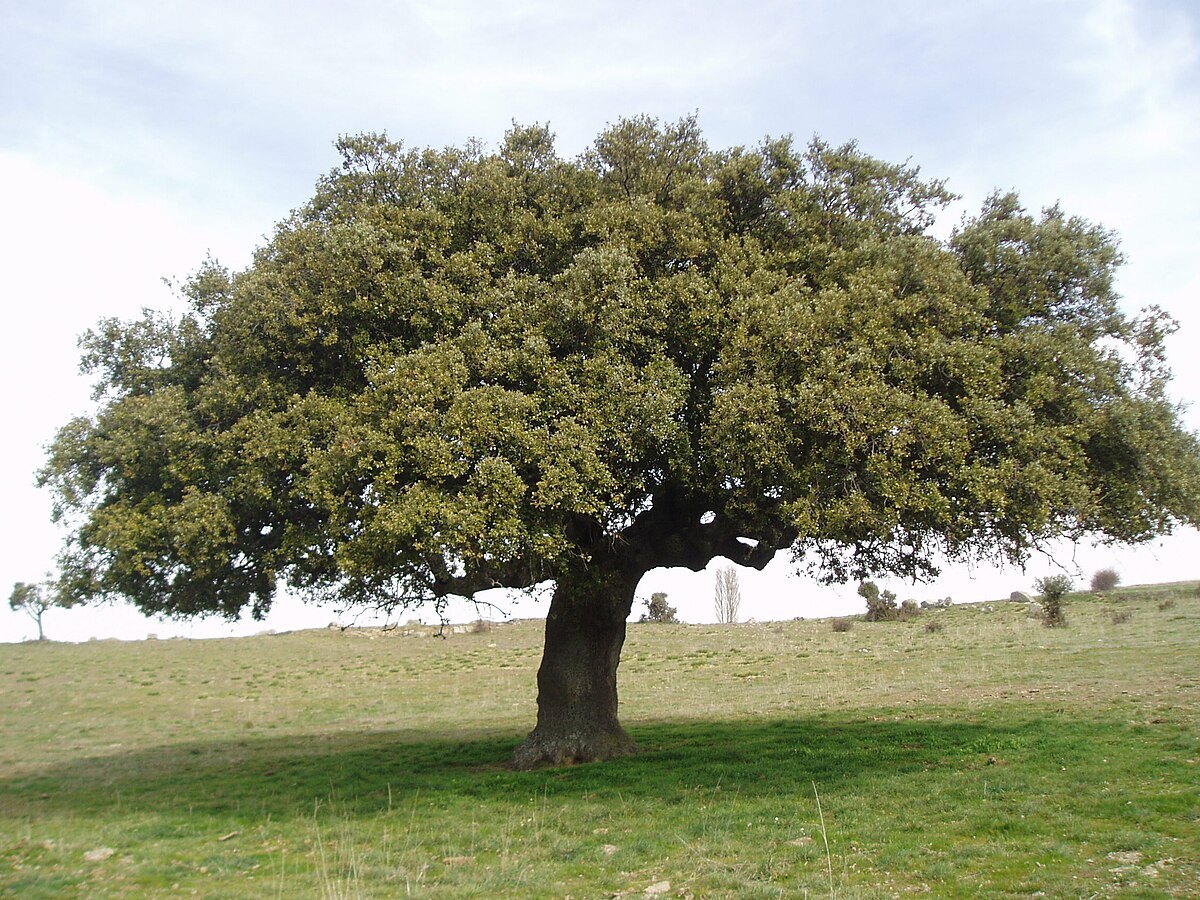 Encina adulta en una dehesa