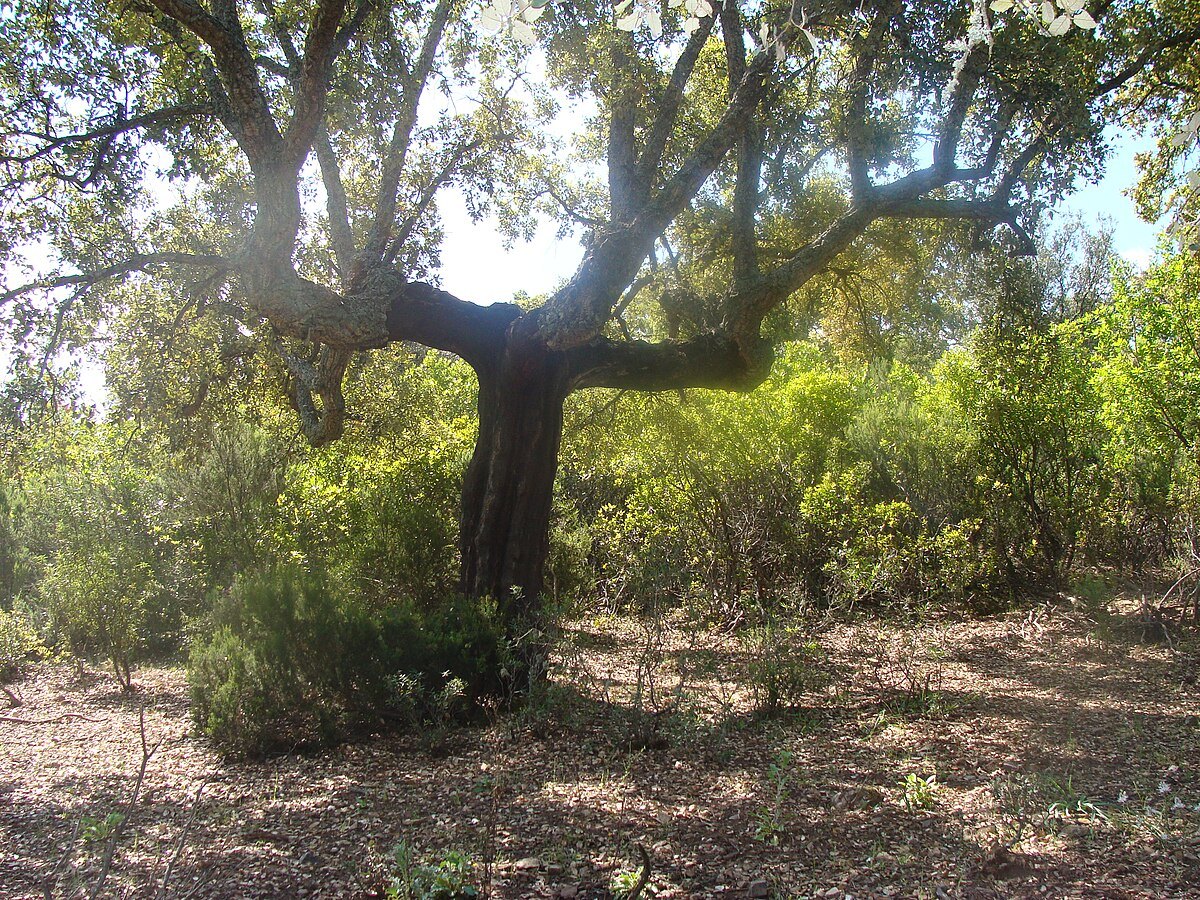 Alcornoque adulto en un paisaje mediterráneo