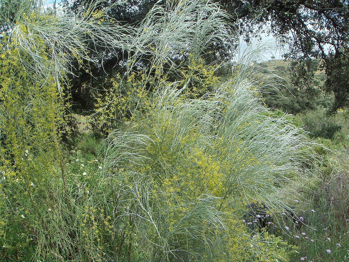 Retama en flor