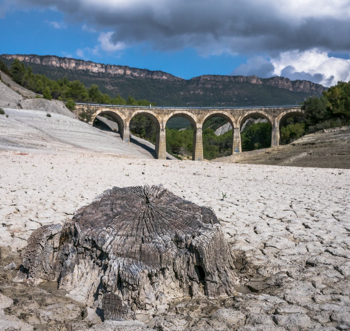 Suelo seco y árboles muertos en un embalse afectado por la sequía