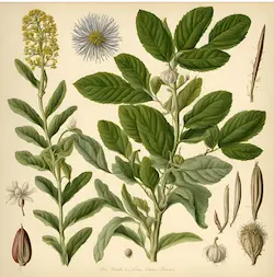 Torvisco